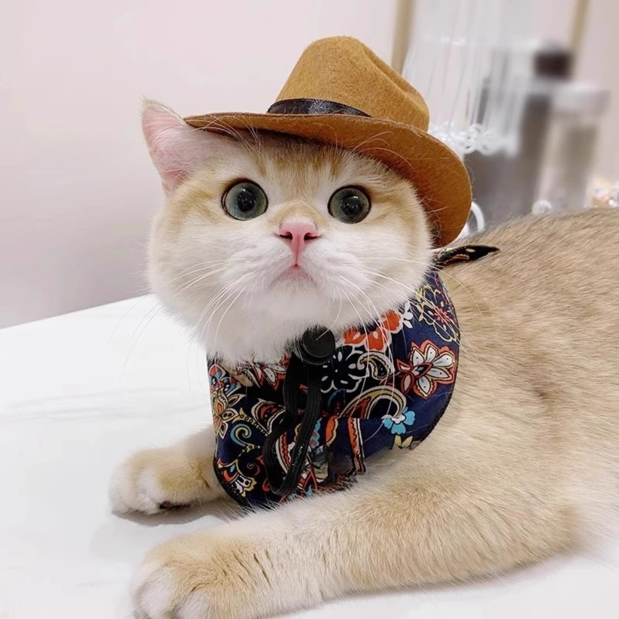 Cat Cowboy Hat Pet Head Acce - Cowboy Hat Straw 评论和价格